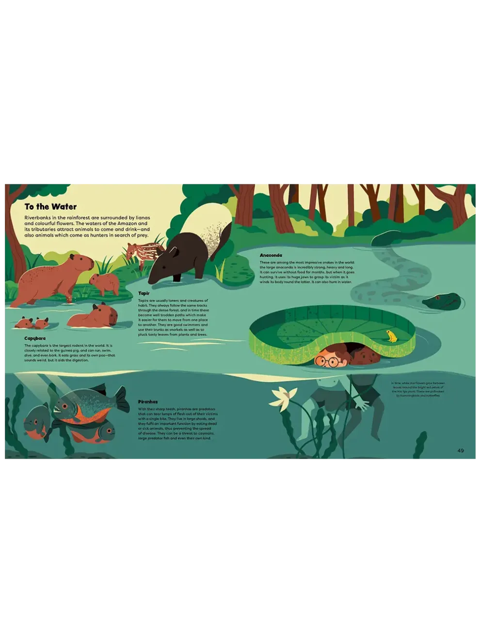 Explore the Rainforest