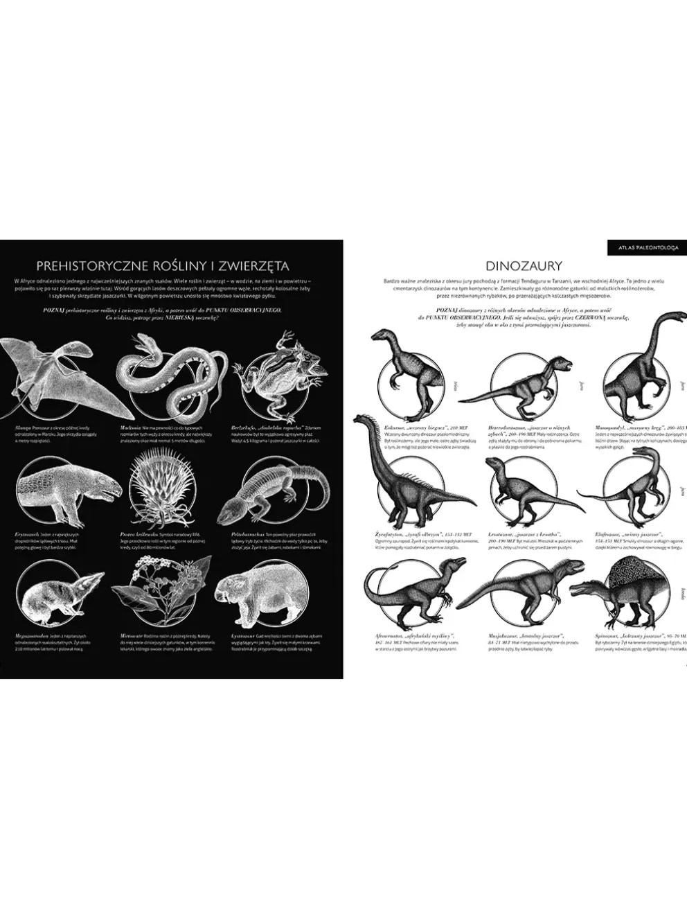 Gabinet dinozaurów