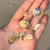 Kolczyki Seashell