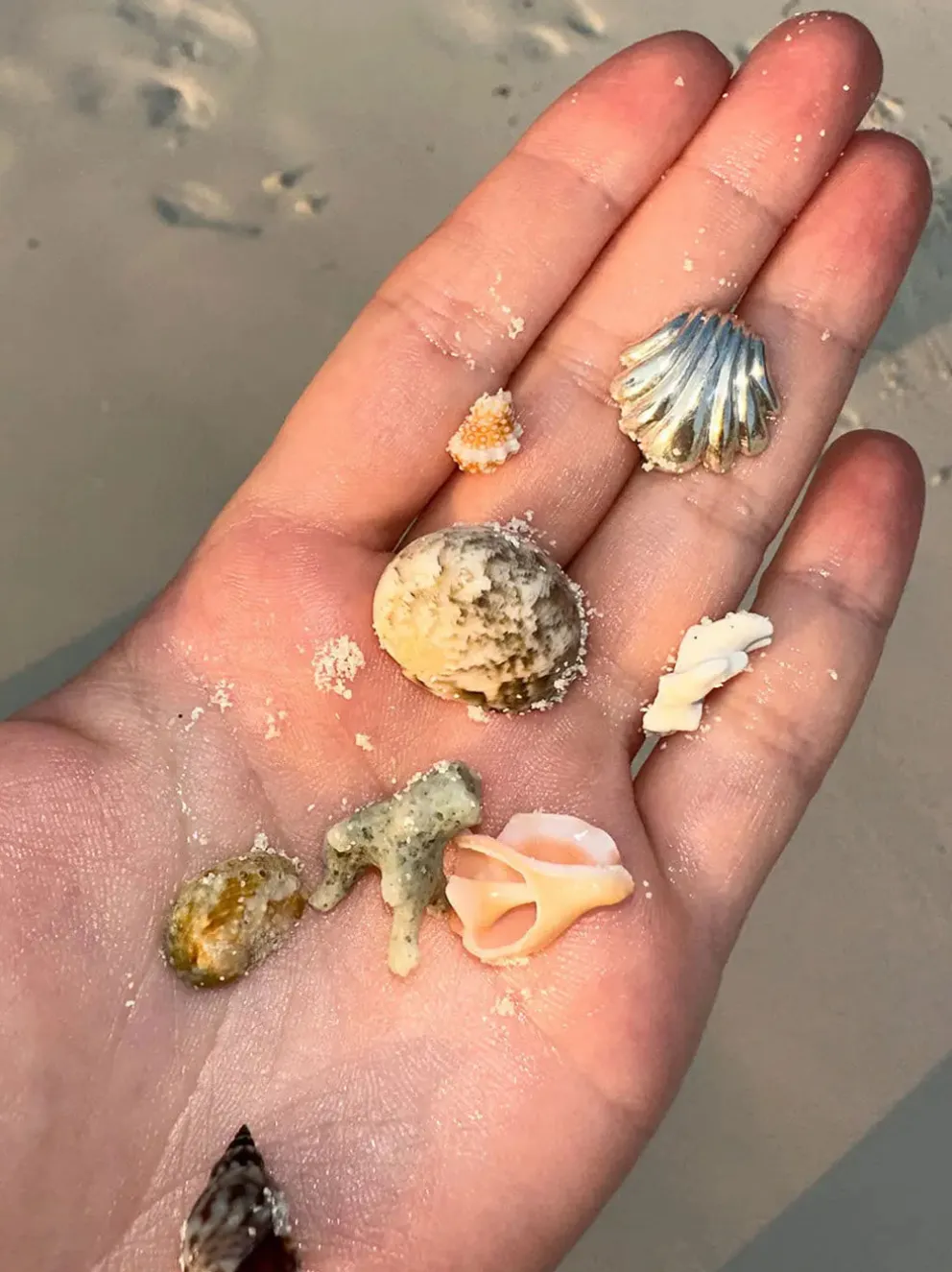 Kolczyki Seashell