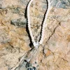 Les Ondines Necklace