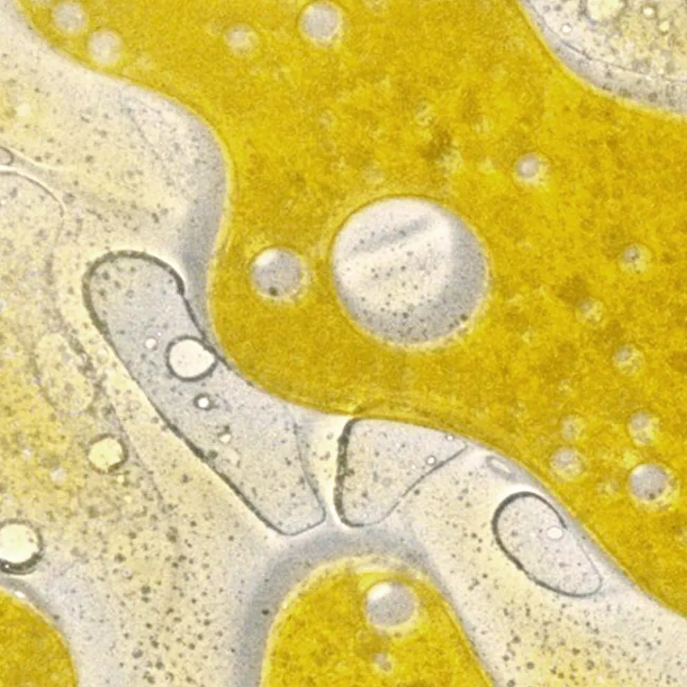 Odżywczy olejek do ciała Body Oil