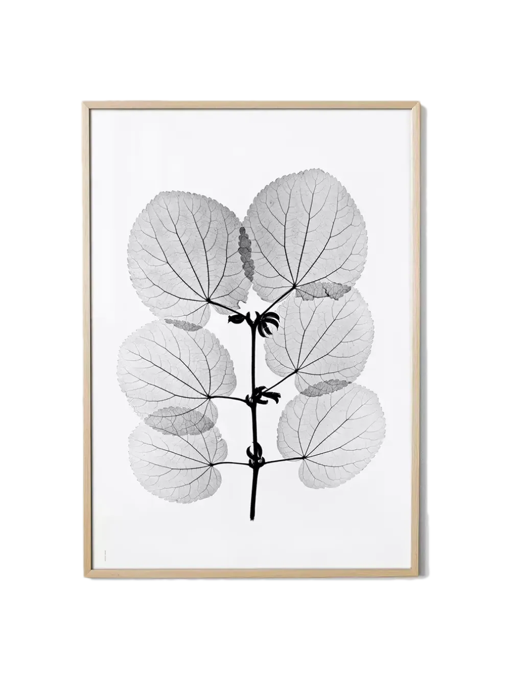 Plakat Katsura