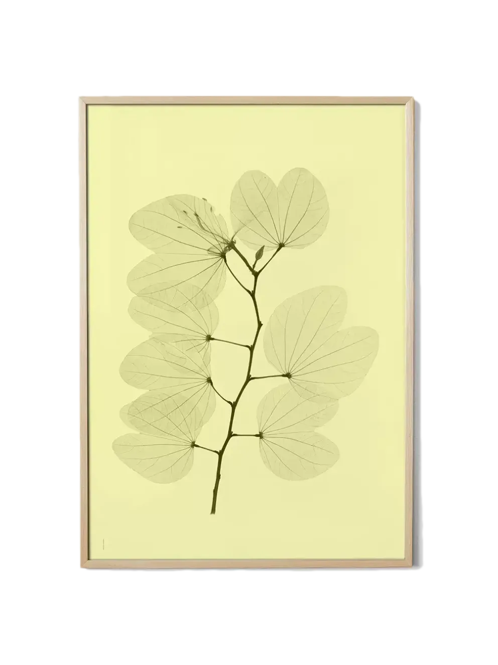 Plakat Orkidebauhinia