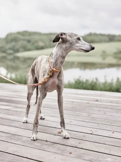 Skórzana obroża dla psa Robin Dog Collar