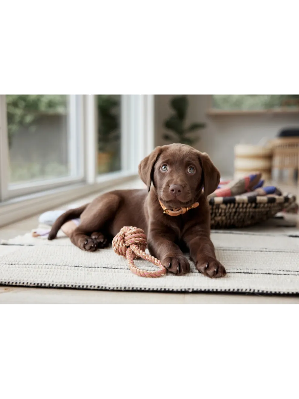 Skórzana obroża dla psa Robin Dog Collar