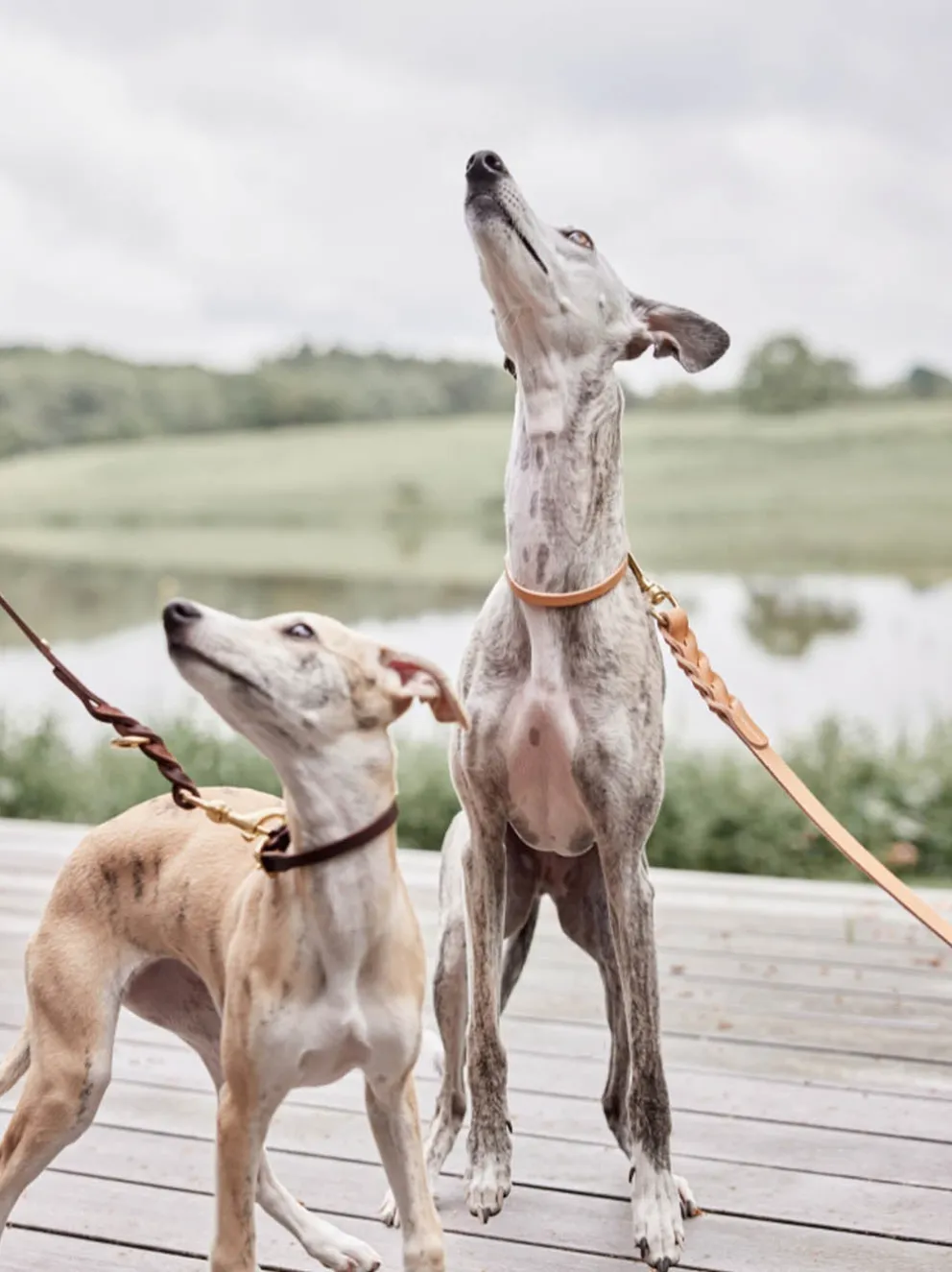Skórzana obroża dla psa Robin Dog Collar