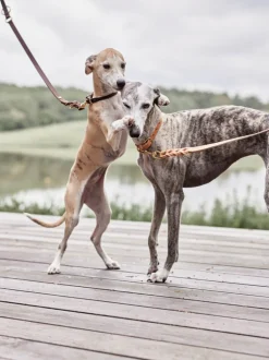 Skórzana smycz dla psa z regulacją Robin Dog Leash