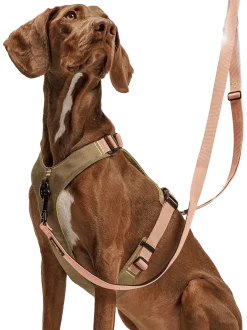 Szelki dla psa Y-2 Harness Aktiv