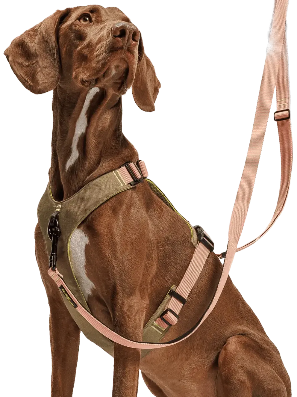 Szelki dla psa Y-2 Harness Aktiv