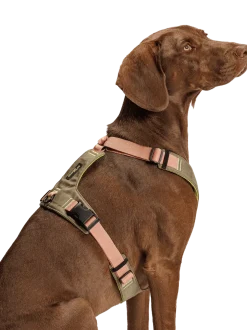 Szelki dla psa Y-2 Harness Aktiv