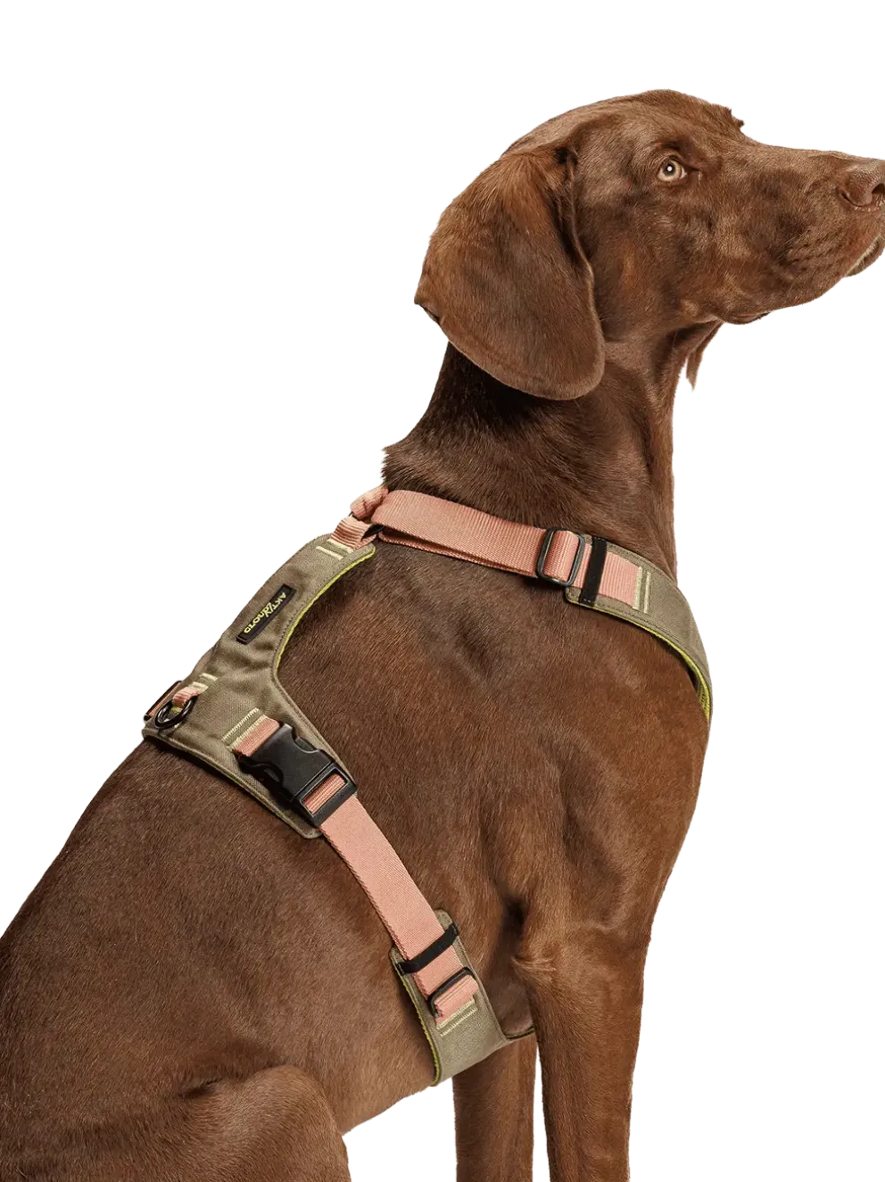 Szelki dla psa Y-2 Harness Aktiv