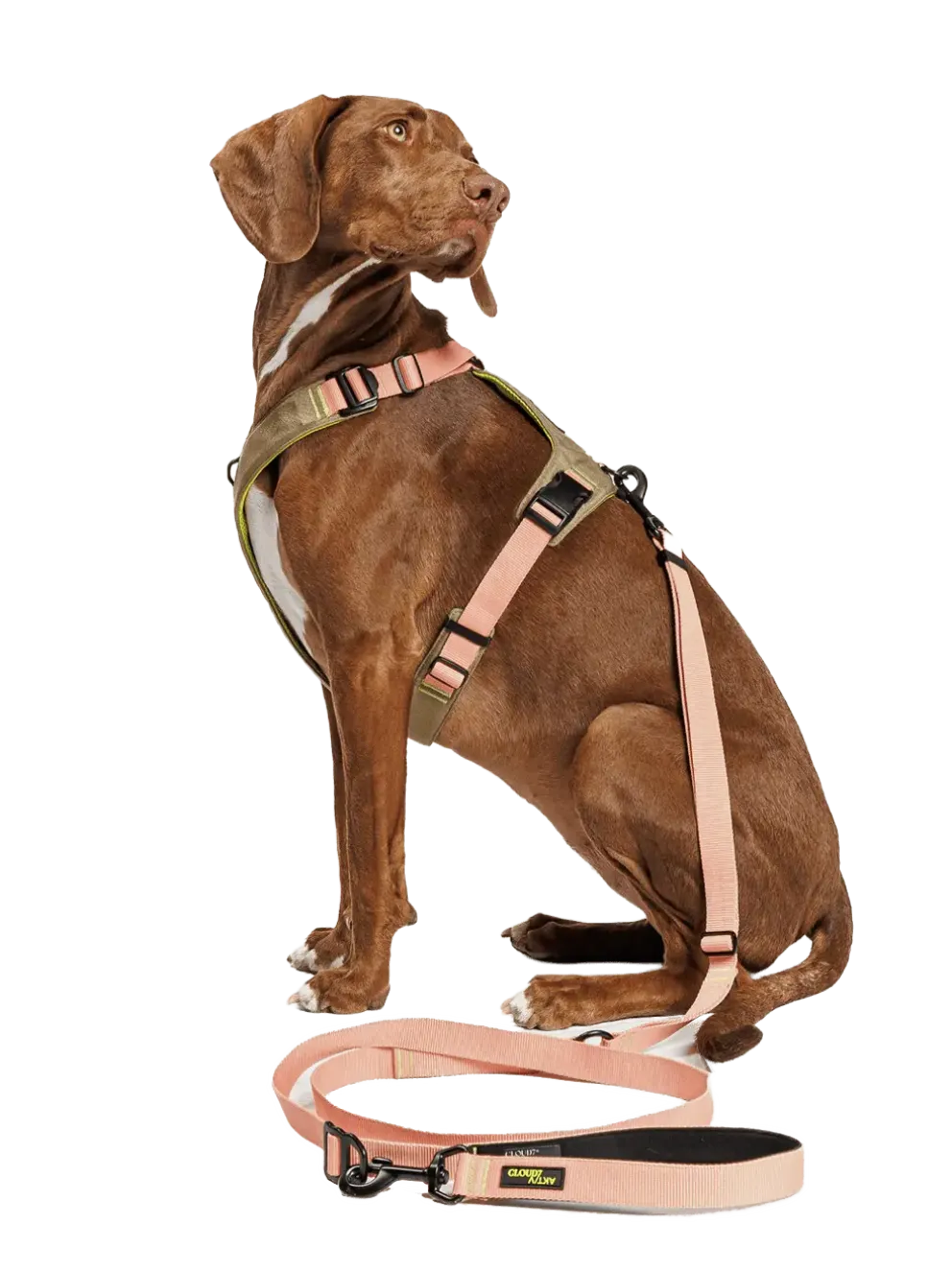 Szelki dla psa Y-2 Harness Aktiv