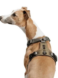 Szelki dla psa Y-2 Harness Aktiv