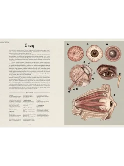 W Muzeum. Anatomicum