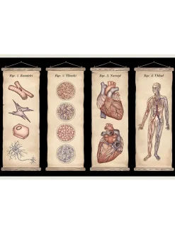 W Muzeum. Anatomicum