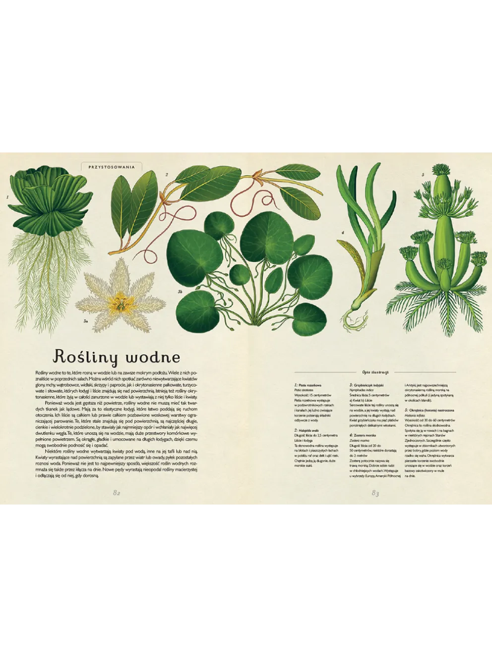 W Muzeum. Botanicum