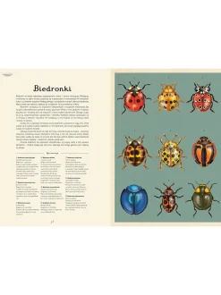 W Muzeum. Insektarium